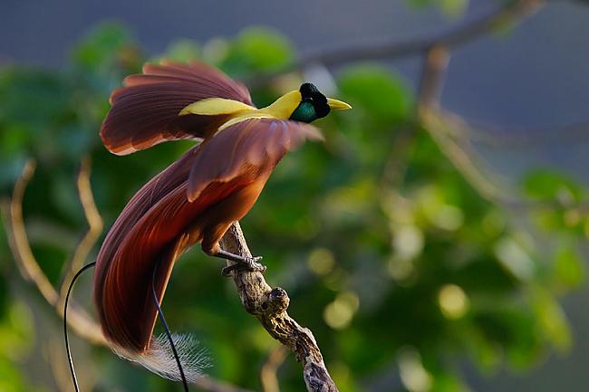 Paradīzes putns Ne vien... Autors: Kinkažu Pasaules krāšņākie dzīvnieki