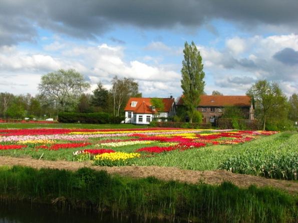  Autors: Fosilija Krāšņie pavasara ziedi Keukenhof  parkā.