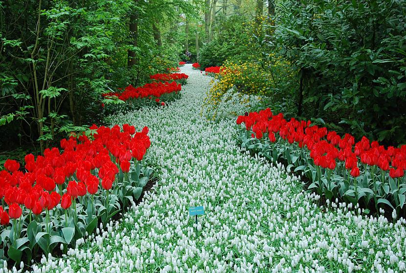  Autors: Fosilija Krāšņie pavasara ziedi Keukenhof  parkā.