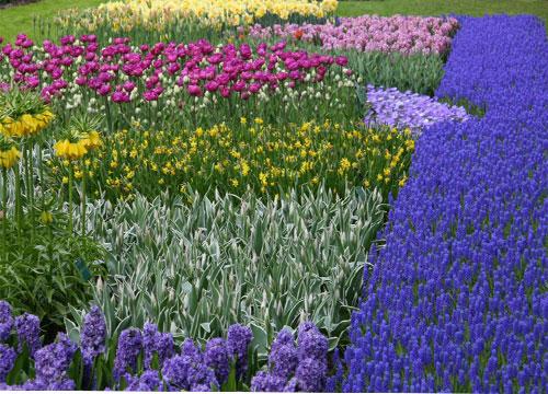  Autors: Fosilija Krāšņie pavasara ziedi Keukenhof  parkā.