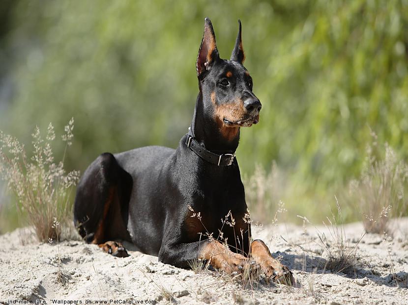  Autors: endzhija Doberman ***