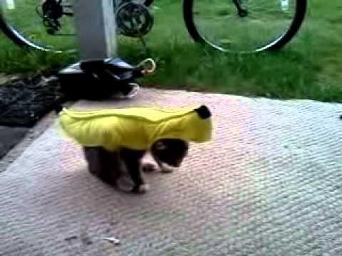 Suns banānā vai banānsuns... Autors: goga111 Banana Fail :D