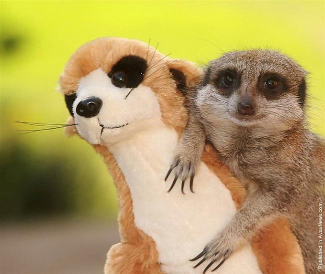 Autors: wilkatis cute & funny animals