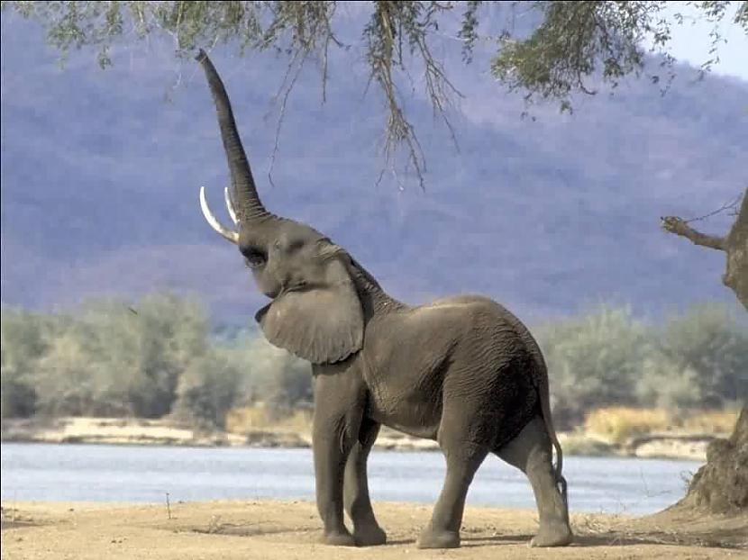 Zilonis ir vienīgais dzīvnieks... Autors: ebete99 Interesanti fakti -_- 6