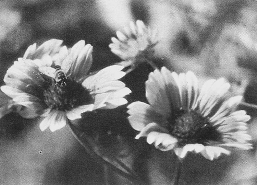 ziedi kā zieds sildi kā saule... Autors: BellisimaChica you left