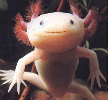 Axolotl  jeb Akselots Šo... Autors: Fosilija Retas zemūdens dzīvības