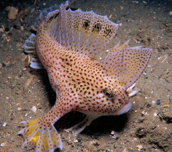 Handfish  maza zivs kas... Autors: Fosilija Retas zemūdens dzīvības