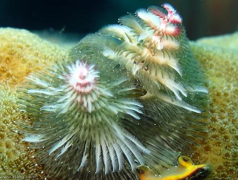 Christmas Tree worms jeb... Autors: Fosilija Retas zemūdens dzīvības /3/