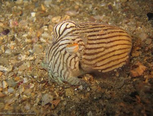 Striped Pyjama Squid jeb... Autors: Fosilija Retas zemūdens dzīvības /3/