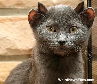 Četrausu kaķis Mājas mīlulis... Autors: bergitta Top 10 dzīvnieki, mutanti