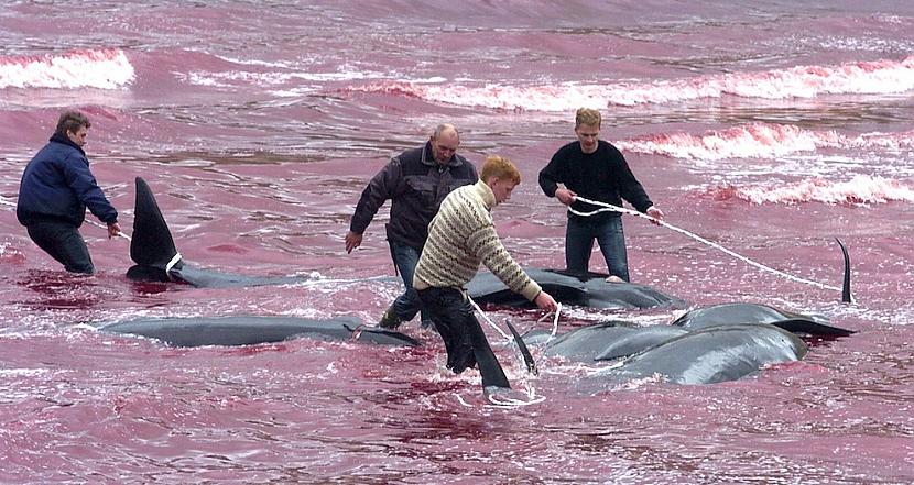 2009 gada 23 maijs Autors: Xmozarus Okeāns kļūst sarkans - šausmīgi!