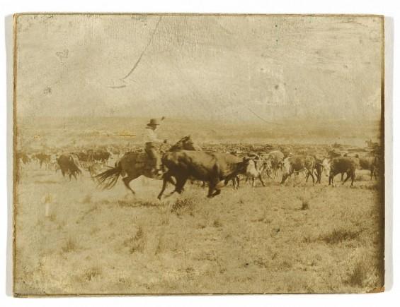 Grūtāks uzdevums bija šo govju... Autors: Aigars D Par un ap kovbojiem senās bildēs.