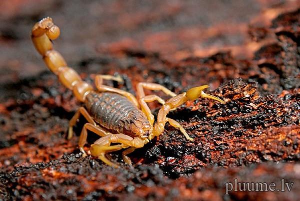 Ja kāds uzlies skorpionam uz... Autors: Jāņa oga Fakti kuri tevi ieinterisēs! (-1-)