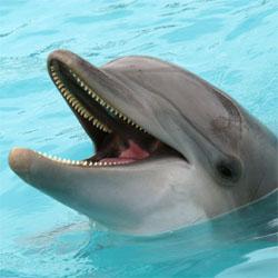Adoptē delfīnu un peldi cik... Autors: Komentetaja 50 idejas ko darīt pa vasaru!