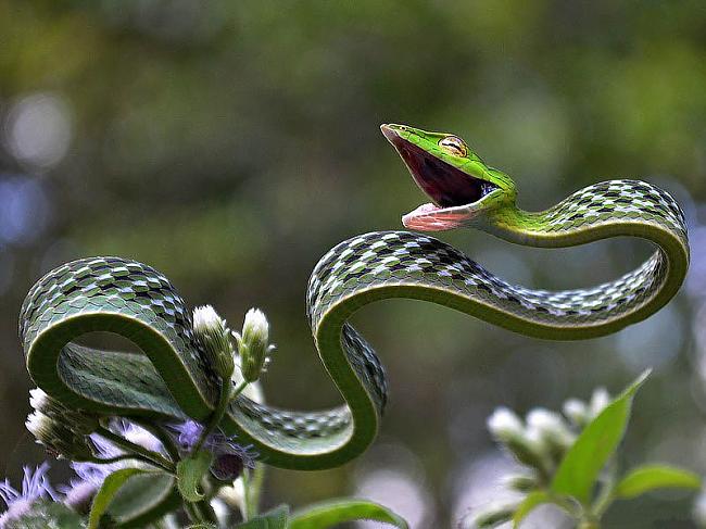zaļā vīnogulāju čūska Autors: Ragnars Lodbroks Tev tas ir jāredz!!!