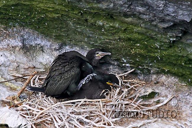 Galapagu kormorāns ir... Autors: exkluzīvais Dzīve Galapagu salās