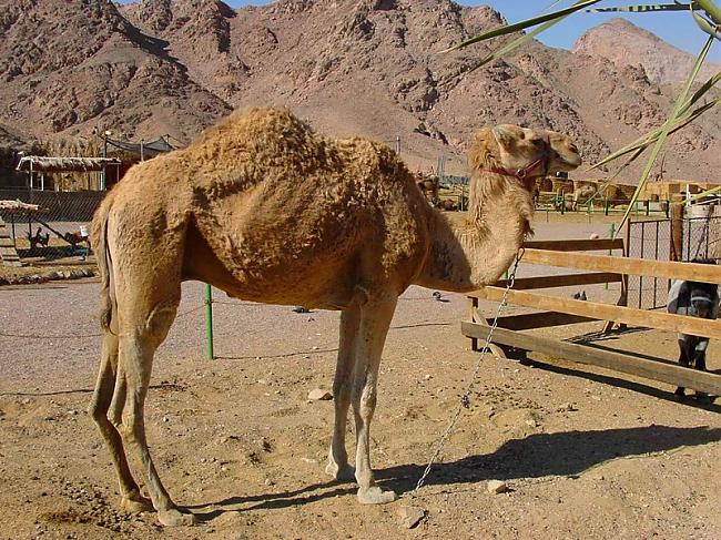 Kamielis vār pārnēsāt 300 kg... Autors: davis112 Fakti par Sahāras tuksnesi.