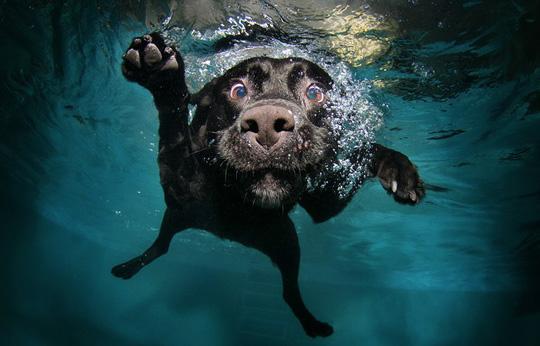  Autors: HORNY JUŅIKORNS Underwater dogs