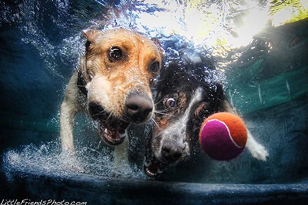  Autors: HORNY JUŅIKORNS Underwater dogs