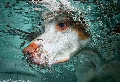  Autors: HORNY JUŅIKORNS Underwater dogs