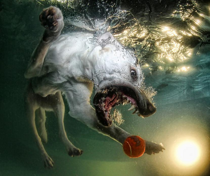  Autors: HORNY JUŅIKORNS Underwater dogs