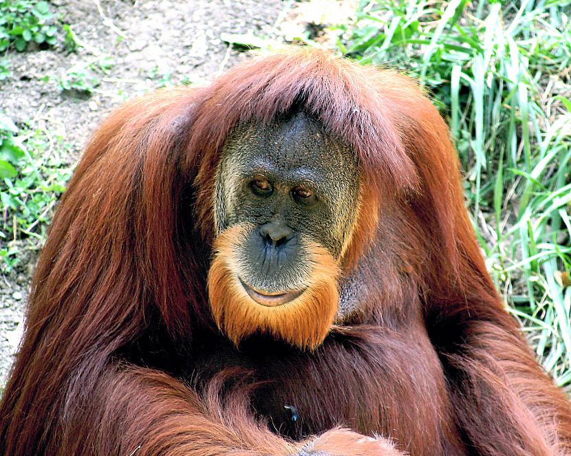Orangutāni izrāda agresiju ar... Autors: catpaw 10 Neticami faktiņi!
