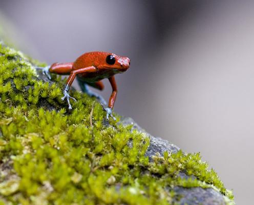Strawberry poison frog Zemeņu... Autors: esesmudonors Šīs Pasaules Neparastākie Dzīvnieki
