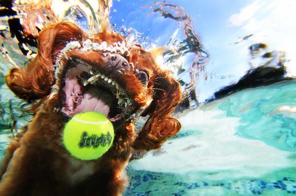  Autors: THUNDERTRUCKS Suņi zem ūdens!