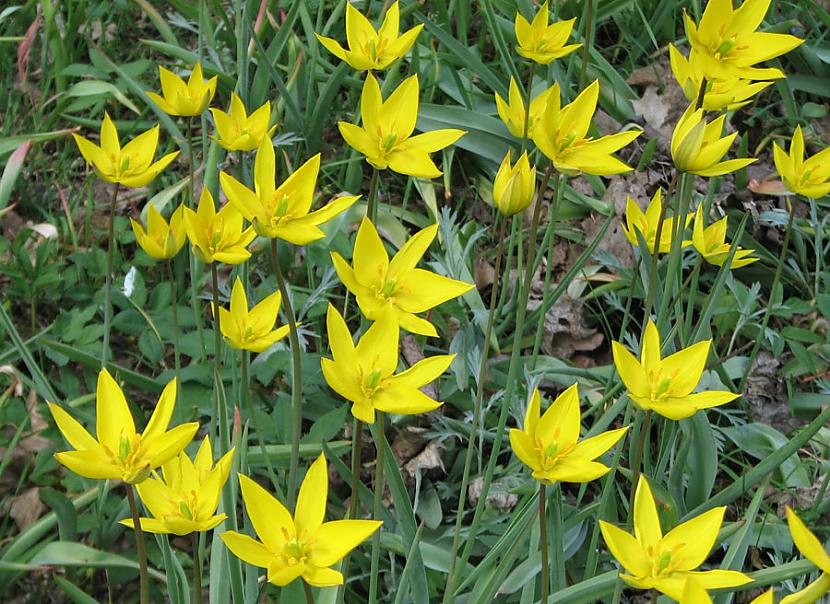 Meža tulpe Tulipa sylvestris Autors: zegzii Aizsargājamie augi