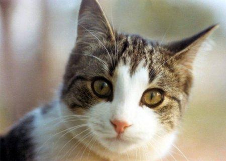Ir pierādīts ka kaķi nesaprot... Autors: LielaisLempis Ko tu nezini par kaķiem?