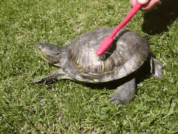 Kad kāds kasa man muguru Autors: laama Kā es jūtos kad... GIF'os. [5]