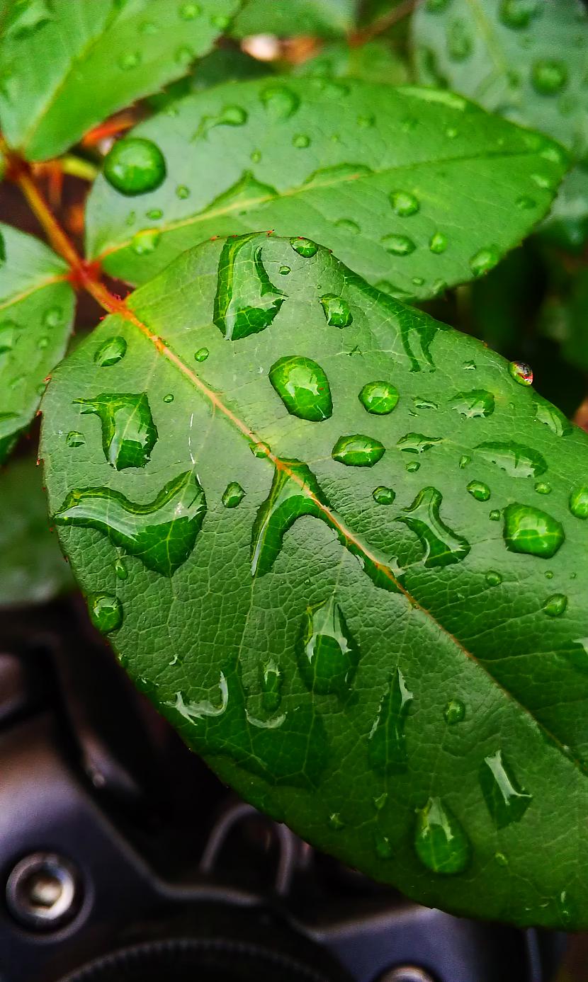 капельки на листьях. капли. капли дождя на листьях. пузырьки на листьях. цветок с каплями на листьях.