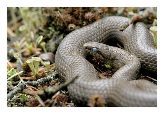  Autors: exkluzīvais Ko dara čūska,  kad ir izsalkusi?