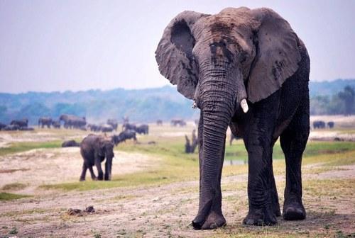 Ziloņi2003 gadā āfrikā 11... Autors: Lāčplēsis Dzīvnieki - varoņi