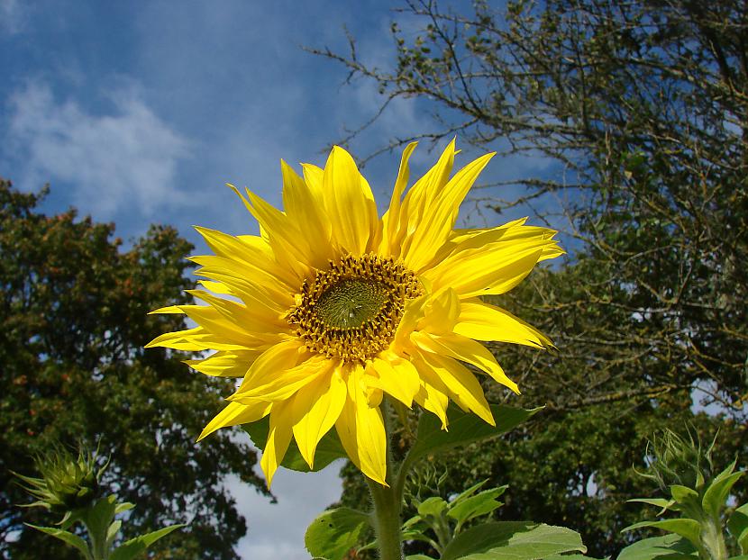 Saulespuķe kura ir... Autors: Fosilija Iz dzīves.