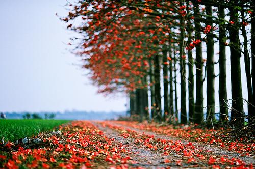  Autors: spoceneic Autumn