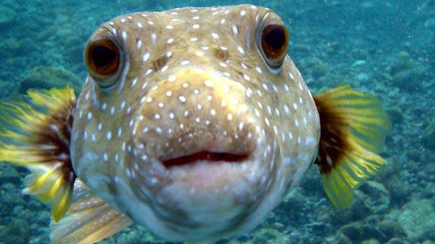 Fugu Lai arī scaronī zivs... Autors: Kitapins Ar šiem labāk nesaskarties...