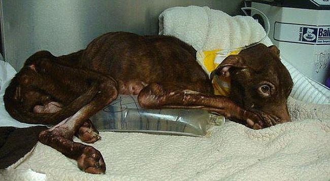  Autors: BrĀLis scorpion1 Suns kurš cinijās par izdzīvošnu