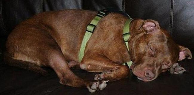  Autors: BrĀLis scorpion1 Suns kurš cinijās par izdzīvošnu