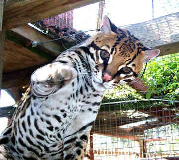  Autors: Kinestētiķis ♥ Animals ♥ 2. daļa