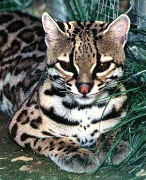  Autors: Kinestētiķis ♥ Animals ♥ 2. daļa