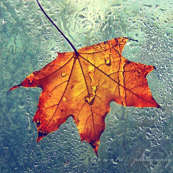  Autors: heartless Autumn.