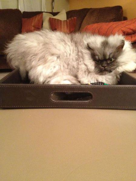 Autors: Colonel Meow Iespējams dusmīgākais kaķis pasaulē