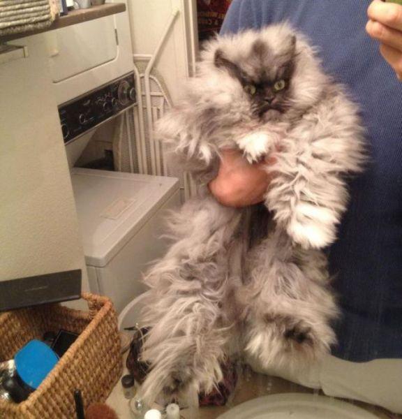  Autors: Colonel Meow Iespējams dusmīgākais kaķis pasaulē