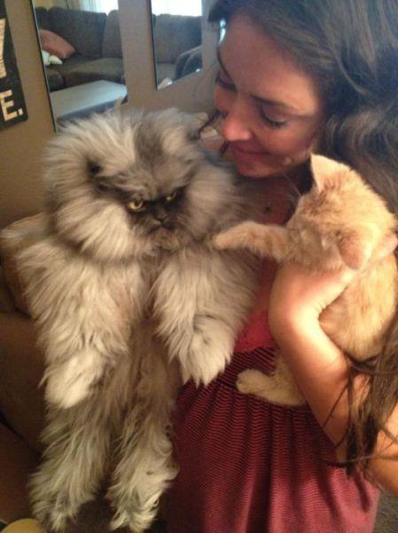  Autors: Colonel Meow Iespējams dusmīgākais kaķis pasaulē