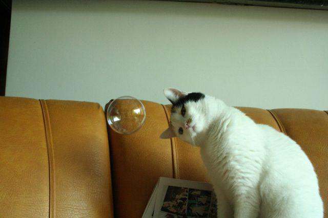  Autors: Pizhix Funny pets.