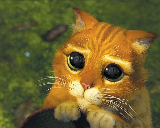  Autors: 69 Cats Acting Out Their Favorite Movies.