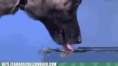  Autors: BatkaFaQ Funny Animals Gifs [2]