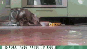  Autors: BatkaFaQ Funny Animals Gifs [2]