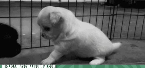  Autors: BatkaFaQ Funny Animals Gifs [2]